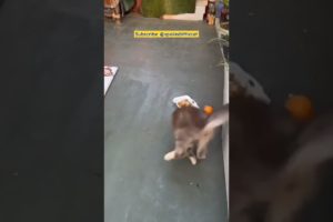 He Loves Playing With This Ball | SPOILED LITTLE CAT #shorts #cat #kitten #animals #pets #kucing