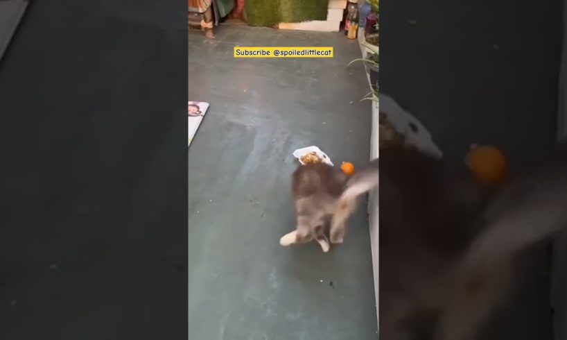 He Loves Playing With This Ball | SPOILED LITTLE CAT #shorts #cat #kitten #animals #pets #kucing