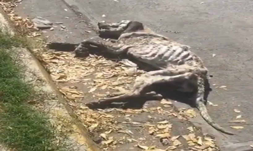 He was lying there, breathless in the scorching sun  what happened to him