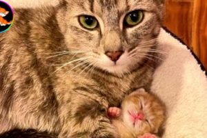 Heartwarming Rescue: Cat Mother Keeps Kittens Safe from Rain