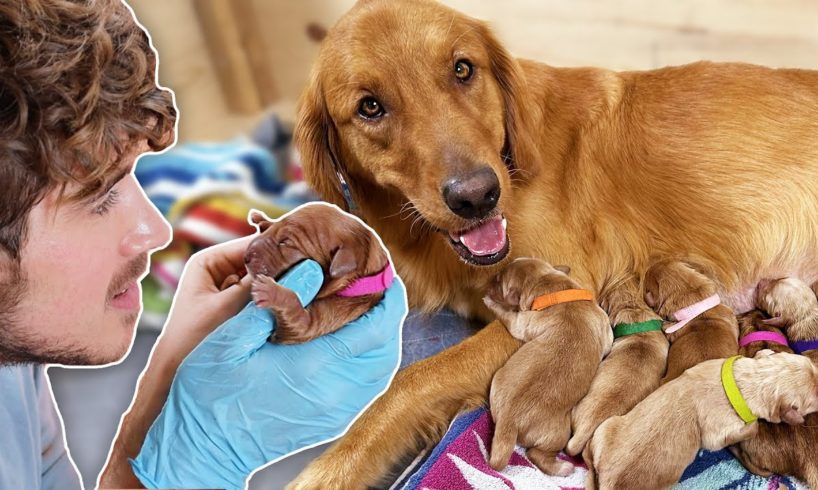 Helping Golden Retriever Give Birth to 11 Puppies