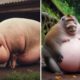 Here Are The World's Fattest Animals