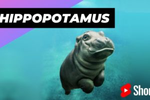 Hippopotamus 🦛 One Of The Tallest Animals In The World #shorts