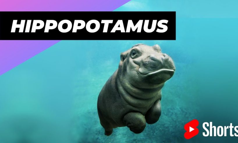 Hippopotamus 🦛 One Of The Tallest Animals In The World #shorts