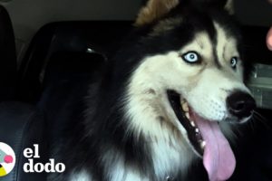 Hombre libera a un husky que nunca había salido de su patio trasero | El Dodo