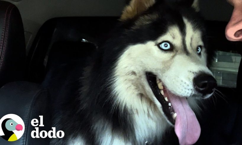 Hombre libera a un husky que nunca había salido de su patio trasero | El Dodo