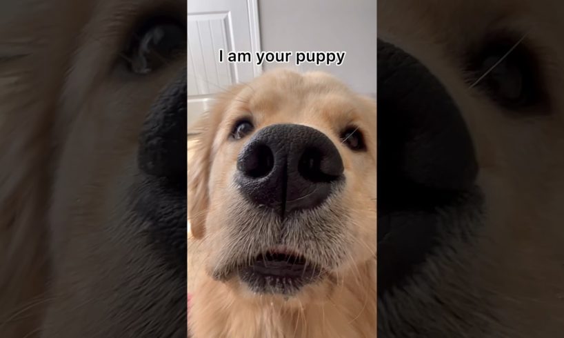 I am your puppy ✨ 👑 #dog #shorts #trending #goldenretriever #funnydogs #funny #puppy #funnyshorts