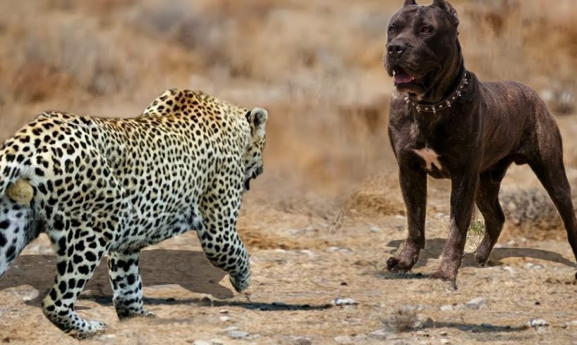 If These 100 Animal Fights Were Not Filmed, No One Would Have Believed Them