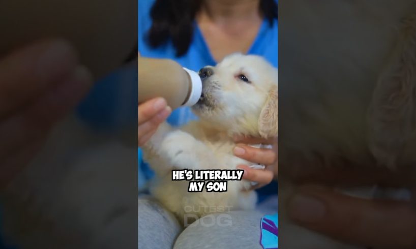 I’m his mum! #dog #shorts #goldenretriever