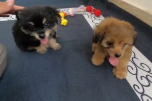 Image of 2 cute puppies playing happily together | Pet lovers🐶