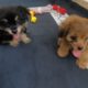 Image of 2 cute puppies playing happily together | Pet lovers🐶