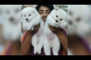 Indian spitz pomeranian puppy.