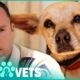 Injured Terrier Rescued After Two Days On Owner's Doorstep | Animal Rescue | Pets & Vets