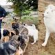 Introducing the six new rescues to the whole pack | The Asher House