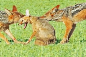 Jackals Rip Fox Apart While it Fights Back