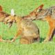 Jackals Rip Fox Apart While it Fights Back