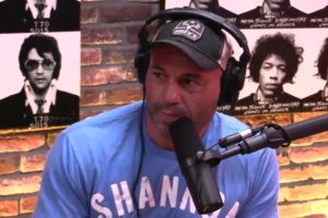 Joe Rogan breaks down who would win Gorilla vs  Grizzly Bear