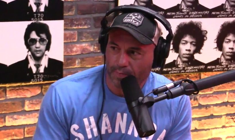 Joe Rogan breaks down who would win Gorilla vs  Grizzly Bear