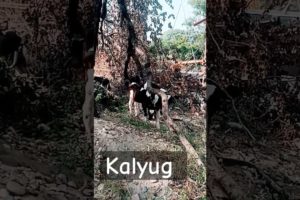 Kalyug start ll Help kro YouTube family #cow #cowvideos #rescue #help #viralvideo #goviral