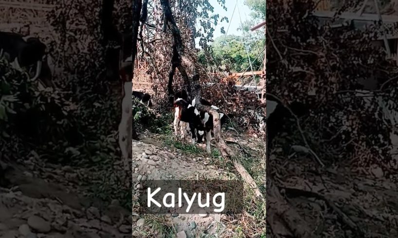 Kalyug start ll Help kro YouTube family  #cow #cowvideos #rescue #help #viralvideo #goviral