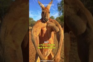 Kangaroo | The Buff Marsupial