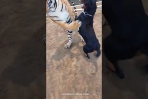 Kenzo and doggy play fight 🙀😹