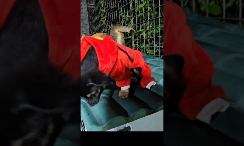 Khế thả quả cầu #khethui #animals #cats #funnycats #dog