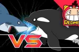 Killer Whale vs. Great White Shark | Animal battle | for Toddlers | funny video | REDMON