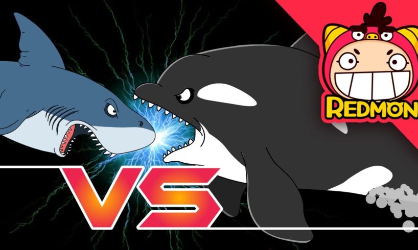 Killer Whale vs. Great White Shark | Animal battle | for Toddlers | funny video | REDMON