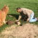 Kind man rescues baby alpaca from hole in the ground