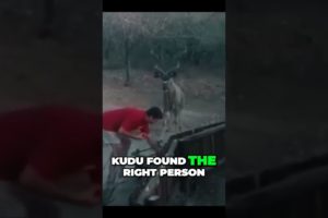 Kindhearted man rescues hungry kudu  #rescue #save #shorts