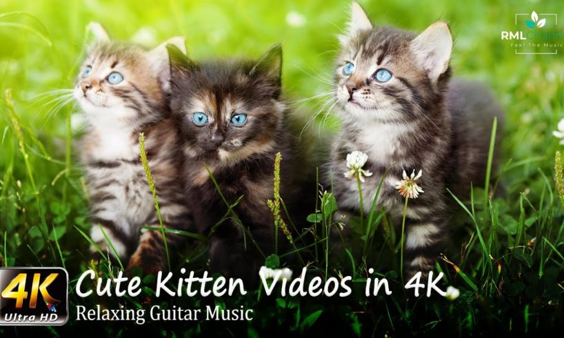 Kittens 4K - Cute Kitten Videos in 4K - Most Adorable Pets of all time