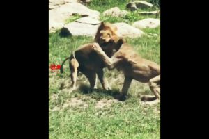 🦁LION Stops the LIONESSES Fight | LION KING Warns LIONESSES to Stop Fighting #lion #fight #wildlife
