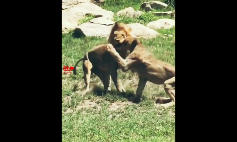 🦁LION Stops the LIONESSES Fight | LION KING Warns LIONESSES to Stop Fighting #lion #fight #wildlife