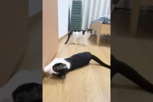 LOL, Look At These Two Funny Black-white Cats Happy Cats Playing Videos 😺😁😁 -EPS821 #funnycats