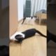 LOL, Look At These Two Funny Black-white Cats Happy Cats Playing Videos 😺😁😁 -EPS821 #funnycats