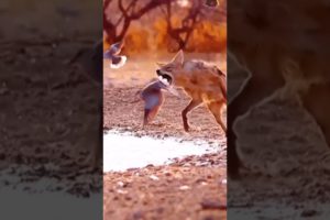 LUCKIEST ANIMALS ALIVE !! 🤩🦆 ( I am so speechless ) 🙅 #shorts #ytshorts @MrBeast