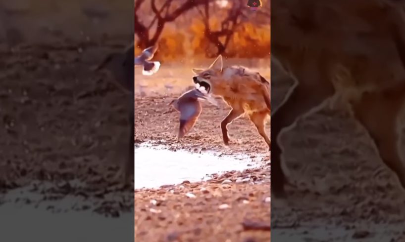 LUCKIEST ANIMALS ALIVE !! 🤩🦆 ( I am so speechless ) 🙅 #shorts #ytshorts @MrBeast