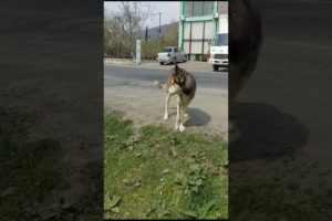 Lame Husky Acted Strange After Being Abandoned On Street