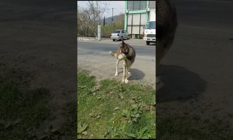 Lame Husky Acted Strange After Being Abandoned On Street