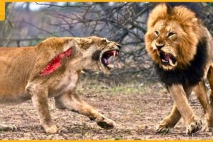 Last Battle Of Mr T & 45 Craziest Moments Lion Fight To De ath
