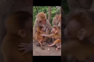 Laughing monkey 145 #animals #monkey #laughingmonkey #monkeylove #funnyshorts #monkeyvideo  #shorts