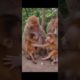 Laughing monkey 145 #animals #monkey #laughingmonkey #monkeylove #funnyshorts #monkeyvideo  #shorts