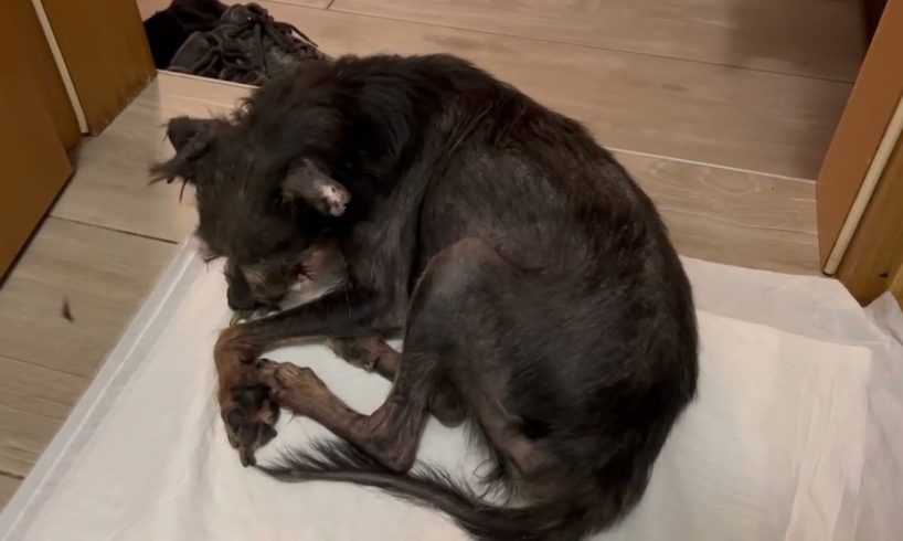 Lazarus is taking care of him self before he sleeps 🛌🥰- Takis Shelter