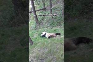 🐼 Leaving work on Friday like… #animal #funny #memes #panda #workmeme #cute