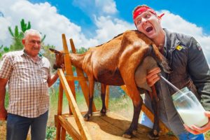 Lebanon Farm Feast!! From Milk to Bizarre Meats!!