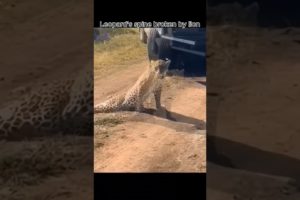 Leopard's spine broken by lion  #animals #wildanimals