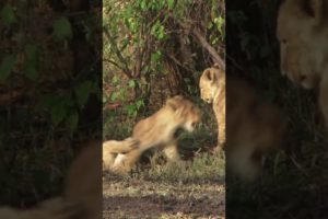 Lion Cubs playing with Mama watching #animal