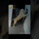 Lion Enter in A Residential Building 😱 #shorts #animals #lion