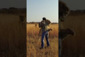 Lion JUMPS on Man and Hugs #lion #animal #savelions